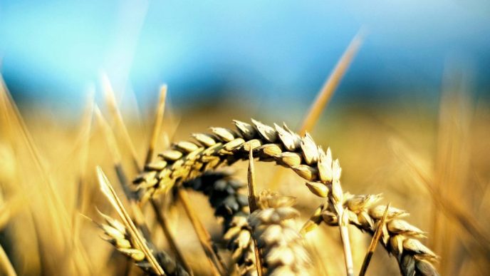 alerta-in-agricultura:-productia-romaniei-a-scazut-la-toate-culturile-in-2024!
