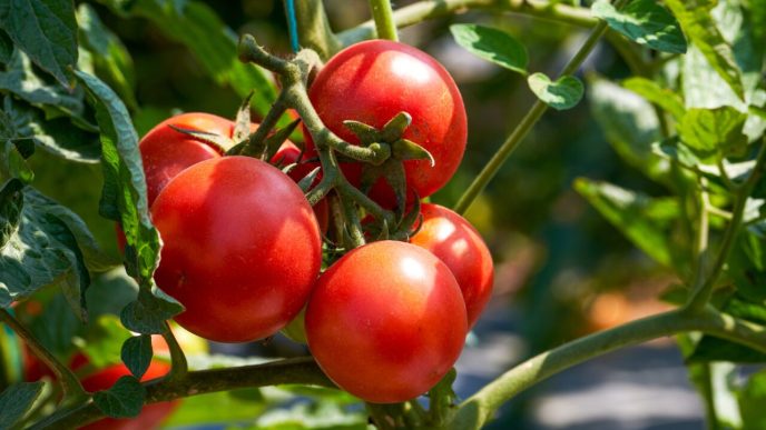 cat-a-ajuns-sa-coste-1-kg-de-rosii-intr-o-piata-din-sibiu