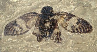 o-fosila-de-47-milioane-de-ani,-capabila-sa-cante-este-cea-mai-veche-cicada-din-europa