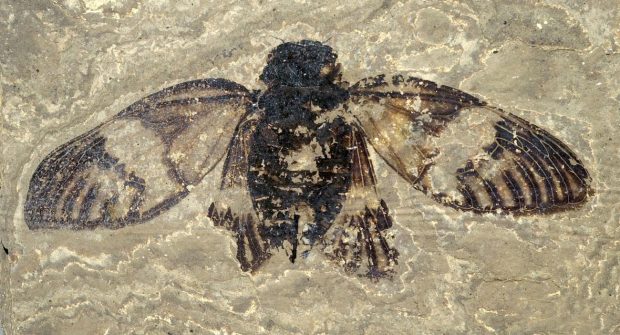 o-fosila-de-47-milioane-de-ani,-capabila-sa-cante-este-cea-mai-veche-cicada-din-europa