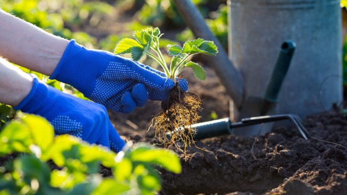 ce-legume-pot-fi-plantate-in-septembrie.-sfaturi-practice-pentru-a-avea-o-gradina-roditoare