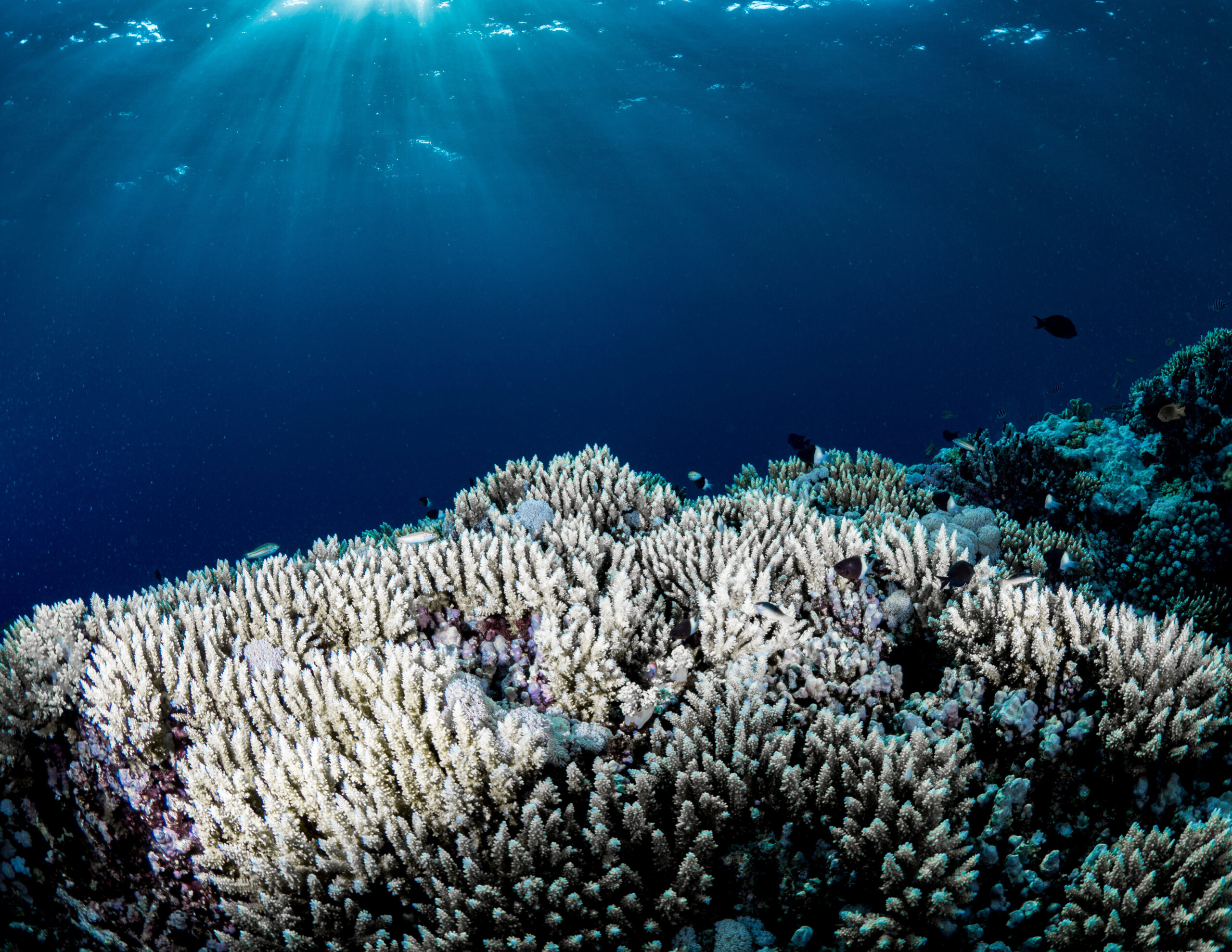 doua-specii-cruciale-de-corali-din-florida-au-disparut-functional-din-cauza-valului-de-caldura-oceanic