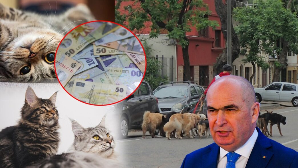 in-atentia-premierului-ilie-bolojan.-10-milioane-de-caini-si-pisici-umbla-netaxati-in-romania