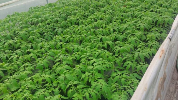 o-noua-categorie-de-producatori-ar-putea-fi-afectata-de-taxele-bolojan.-care-ar-putea-fi-efectul-devastator-asupra-preturilor-alimentelor