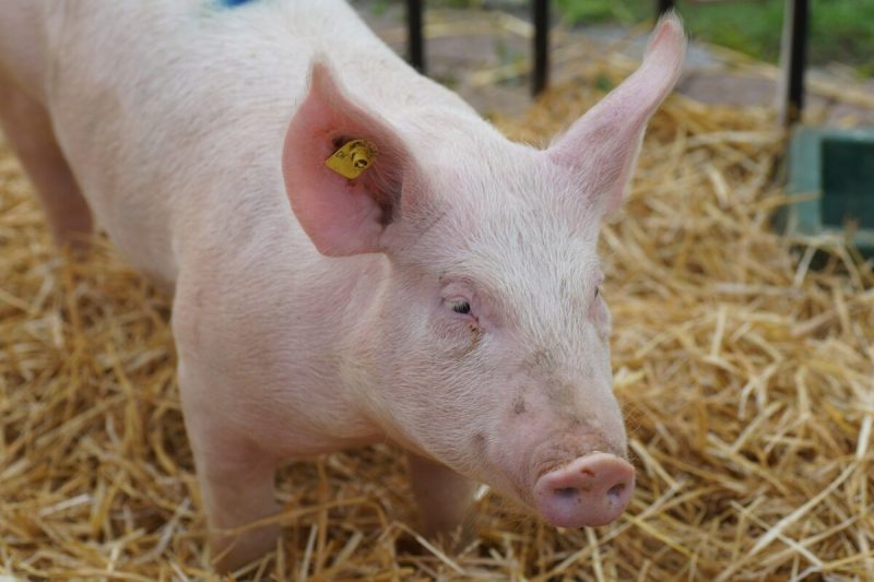 ce-analize-trebuie-facute-obligatoriu-la-carnea-de-porc-inainte-de-consum.-lista-completa-recomandata-de-medicii-veterinari