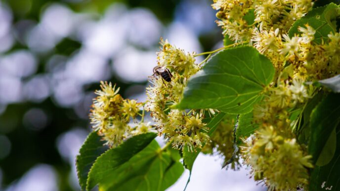in-ce-perioada-din-an-este-bine-sa-plantezi-teiul.-etapele-peste-care-sa-nu-sari,-pentru-ca-arborele-sa-se-dezvolte-corect