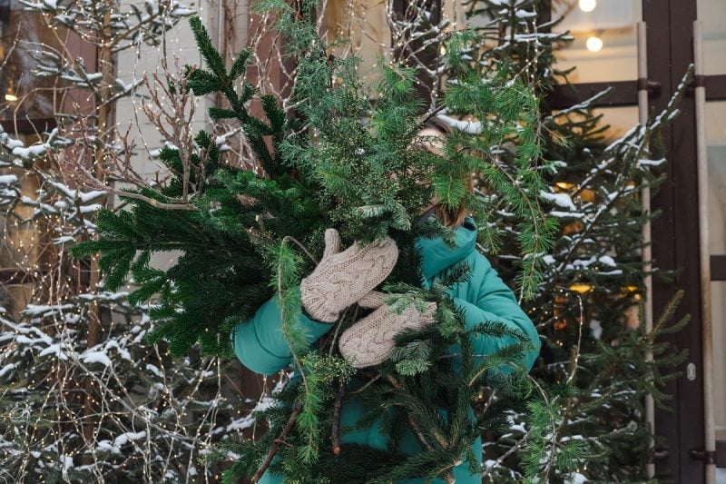 nu-arunca-bradul-de-craciun-dupa-sarbatori:-iata-de-ce-este-inca-valoros