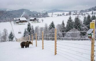 solutia-gasita-de-autoritati-pentru-problema-ursilor
