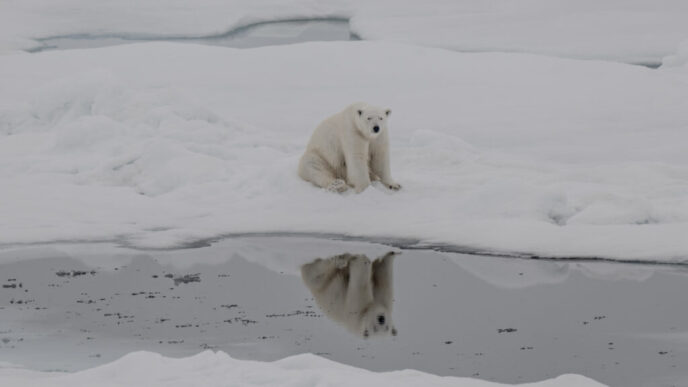 ursii-polari-rezista-schimbarilor-climatice-mai-bine-decat-se-asteptau-cercetatorii