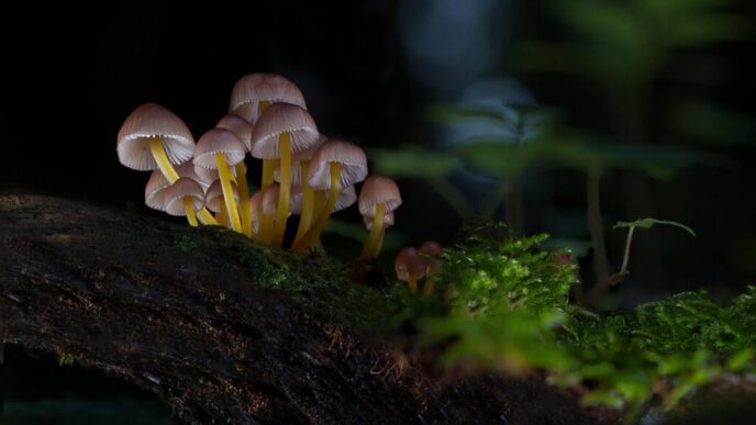 ciupercile-otravitoare-fac-ravagii-in-california.-trei-persoane-au-murit,-iar-altele-au-avut-nevoie-de-transplant-hepatic