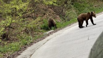 accident-cu-animal-salbatic-in-2026:-procedura,-asigurari-si-ce-dovezi-iti-trebuie