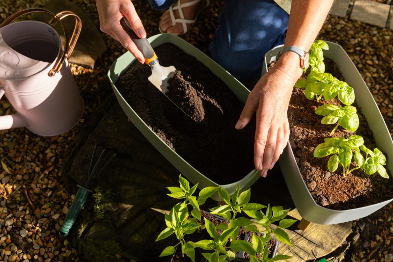 ce-plantezi-in-martie-in-gradina-sau-in-solar.-sfaturi-utile-pentru-o-recolta-bogata