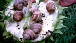 carnea-de-melc,-afacerea-surpriza-a-romaniei-exporturile-au-depasit-20-mil-euro-si-sunt-de-patru-ori-mai-mari-decat-importurile.-unde-merg-melci-romanesti