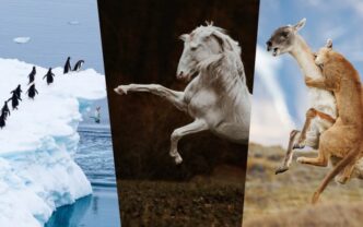 imagini-care-iti-taie-respiratia:-cele-mai-spectaculoase-momente-surprinse-la-sony-world-photography-awards-2026