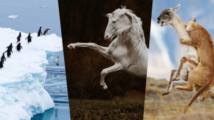 imagini-care-iti-taie-respiratia:-cele-mai-spectaculoase-momente-surprinse-la-sony-world-photography-awards-2026