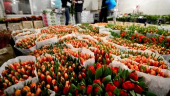 florarii-au-dat-deja-lovitura-si-mai-urmeaza-1-si-8-martie.-cati-bani-produc-florariile-si-furnizorii-de-flori-din-romania