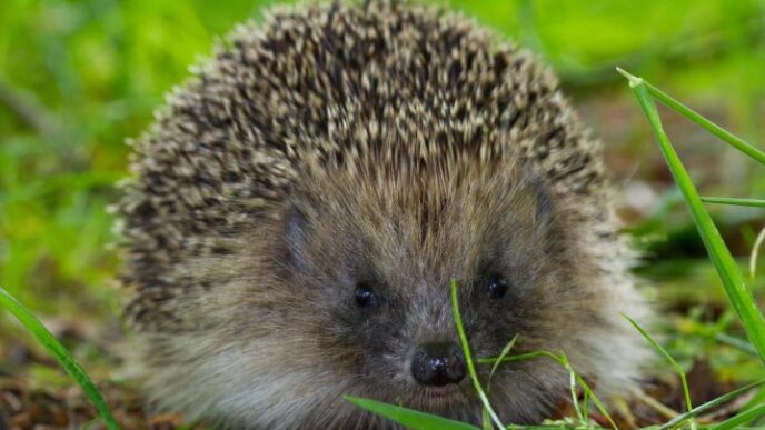 ultrasunetele-ar-putea-salva-aricii-de-pe-sosele:-descoperirea-care-le-ar-putea-reduce-moartea-pe-drumurile-din-europa