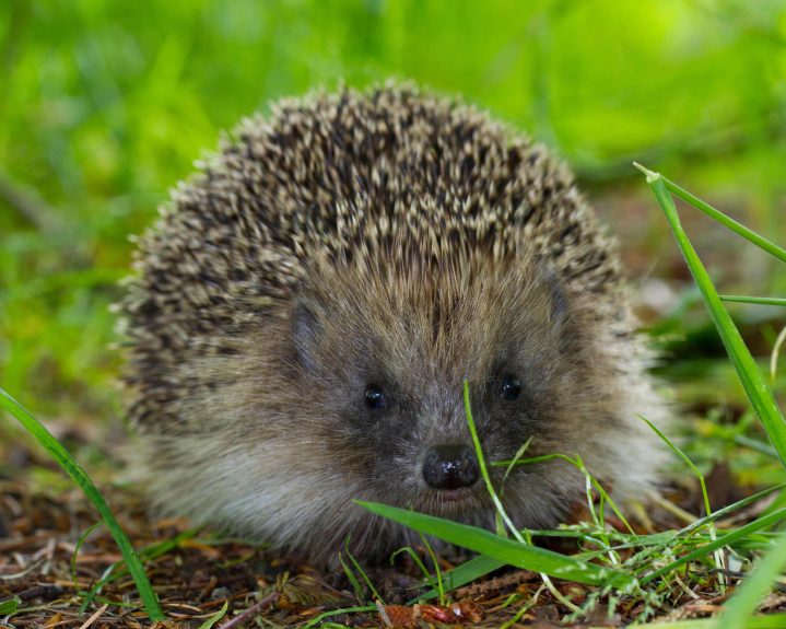 ultrasunetele-ar-putea-salva-aricii-de-pe-sosele:-descoperirea-care-le-ar-putea-reduce-moartea-pe-drumurile-din-europa