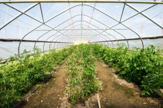 la-ce-temperatura-se-planteaza-rosiile-si-ardeii-in-solar.-cate-grade-trebuie-sa-aiba-solul-pentru-a-nu-suferi-rasadurile