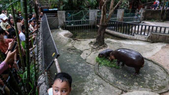 un-barbat-a-fost-arestat-dupa-ce-a-intrat-in-tarcul-hipopotamului-pigmeu-moo-deng-de-la-gradina-zoologica-din-thailanda