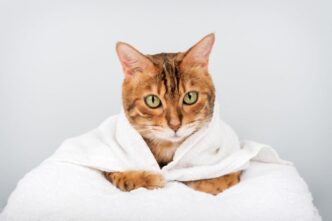 cele-mai-energice-rase-de-pisici.-micutele-feline-sunt-mereu-dornice-de-joaca