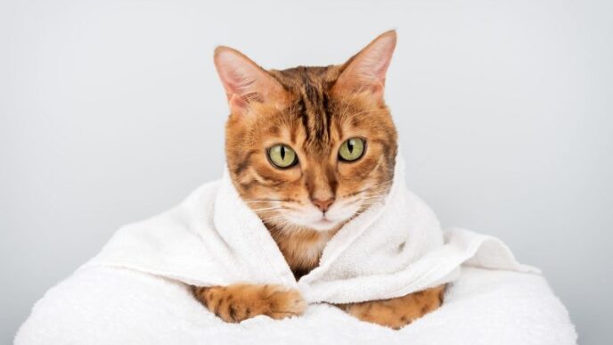 cele-mai-energice-rase-de-pisici.-micutele-feline-sunt-mereu-dornice-de-joaca