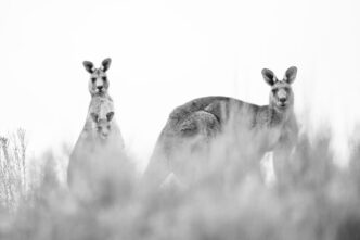 cel-mai-mare-pasaj-pentru-animale-salbatice-din-lume-va-fi-inaugurat-peste-o-sosea-extrem-de-aglomerata