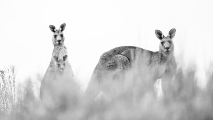 cel-mai-mare-pasaj-pentru-animale-salbatice-din-lume-va-fi-inaugurat-peste-o-sosea-extrem-de-aglomerata