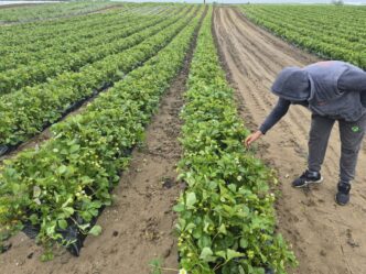 frigul-intarzie-pepenii-si-capsunele.-schimbarile-climatice-afecteaza-fructele-de-la-camp