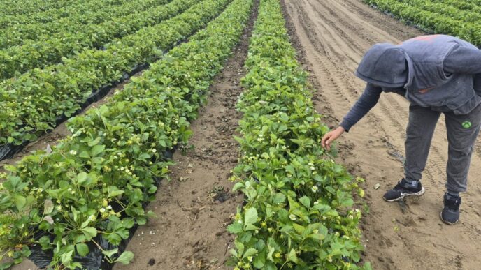 frigul-intarzie-pepenii-si-capsunele.-schimbarile-climatice-afecteaza-fructele-de-la-camp