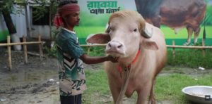 donald-trump,-bivolul-albino-din-bangladesh,-aduna-o-multime-de-vizitatori.-chiar-seamana-cu-presedintele