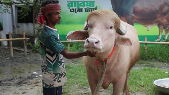 donald-trump,-bivolul-albino-din-bangladesh,-aduna-o-multime-de-vizitatori.-chiar-seamana-cu-presedintele