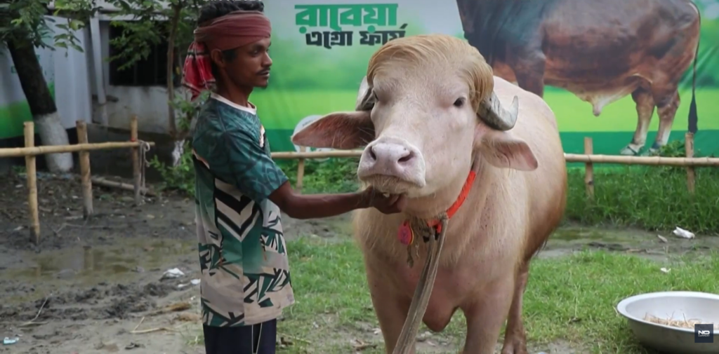donald-trump,-bivolul-albino-din-bangladesh,-aduna-o-multime-de-vizitatori.-chiar-seamana-cu-presedintele