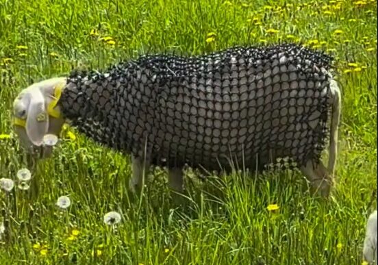 un-fermier-si-a-imbracat-oile-in-armura-pentru-a-alunga-lupii.-inventia-i-a-deranjat-pe-oameni