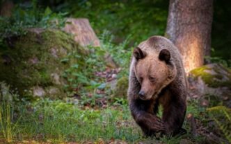 ce-nu-trebuie-sa-faci-niciodata-daca-vezi-un-urs-aproape-de-casa