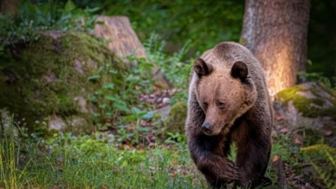 ce-nu-trebuie-sa-faci-niciodata-daca-vezi-un-urs-aproape-de-casa