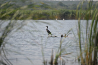 mai-multe-state-ue-cer-masuri-dure-impotriva-cormoranilor,-pasarile-acuzate-ca-consuma-360.000-de-tone-de-peste