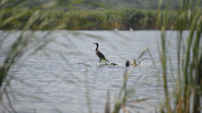 mai-multe-state-ue-cer-masuri-dure-impotriva-cormoranilor,-pasarile-acuzate-ca-consuma-360.000-de-tone-de-peste