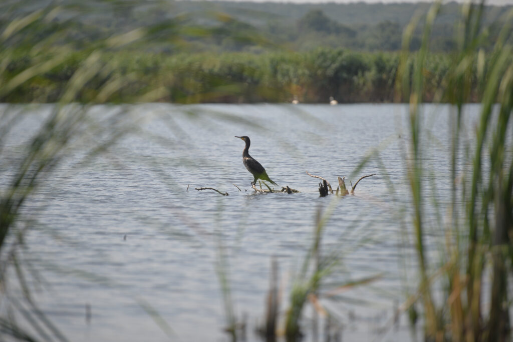 mai-multe-state-ue-cer-masuri-dure-impotriva-cormoranilor,-pasarile-acuzate-ca-consuma-360.000-de-tone-de-peste