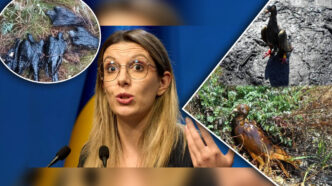 masacru-ecologic-ignorat-de-ministrul-mediului-balti-de-petrol-abandonate-au-devenit-capcane-mortale-pentru-sute-de-porumbei-de-concurs-care-sfarsesc-in-chinuri-greu-de-imaginat.-gandul-a-tras-un-semnal-de-alarma-inca-de-acum-2-ani