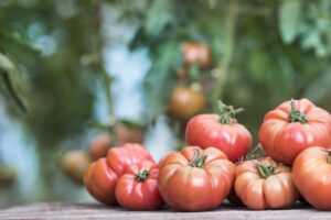 cand-si-cum-sa-uzi-rosiile-pentru-a-nu-crapa-vara.-secretul-agricultorilor-cu-experienta