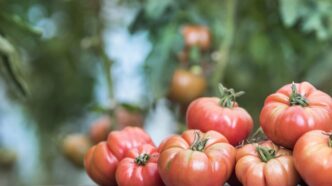 cand-si-cum-sa-uzi-rosiile-pentru-a-nu-crapa-vara.-secretul-agricultorilor-cu-experienta