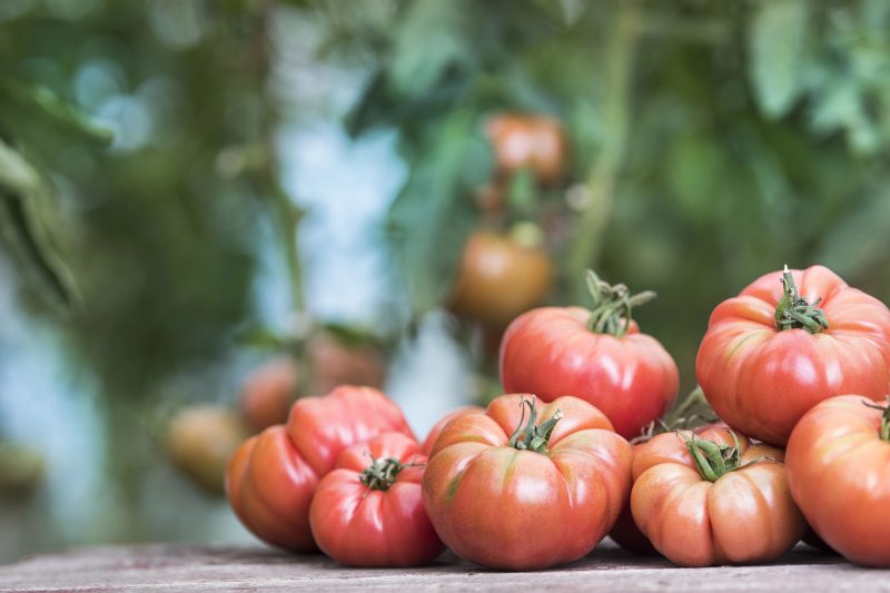 cand-si-cum-sa-uzi-rosiile-pentru-a-nu-crapa-vara.-secretul-agricultorilor-cu-experienta