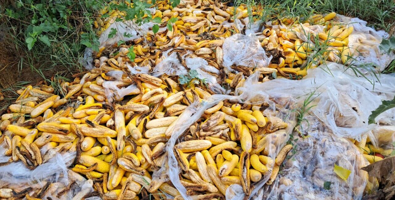 galerie-foto:-legumele-se-vand-la-pret-de-nimic-in-olt:-5-lei-sacul-de-20-kg-de-castraveti
