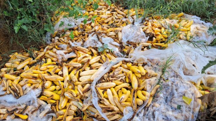 galerie-foto:-legumele-se-vand-la-pret-de-nimic-in-olt:-5-lei-sacul-de-20-kg-de-castraveti